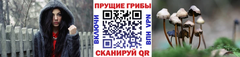 Галлюциногенные грибы GOLDEN TEACHER  Лыткарино 